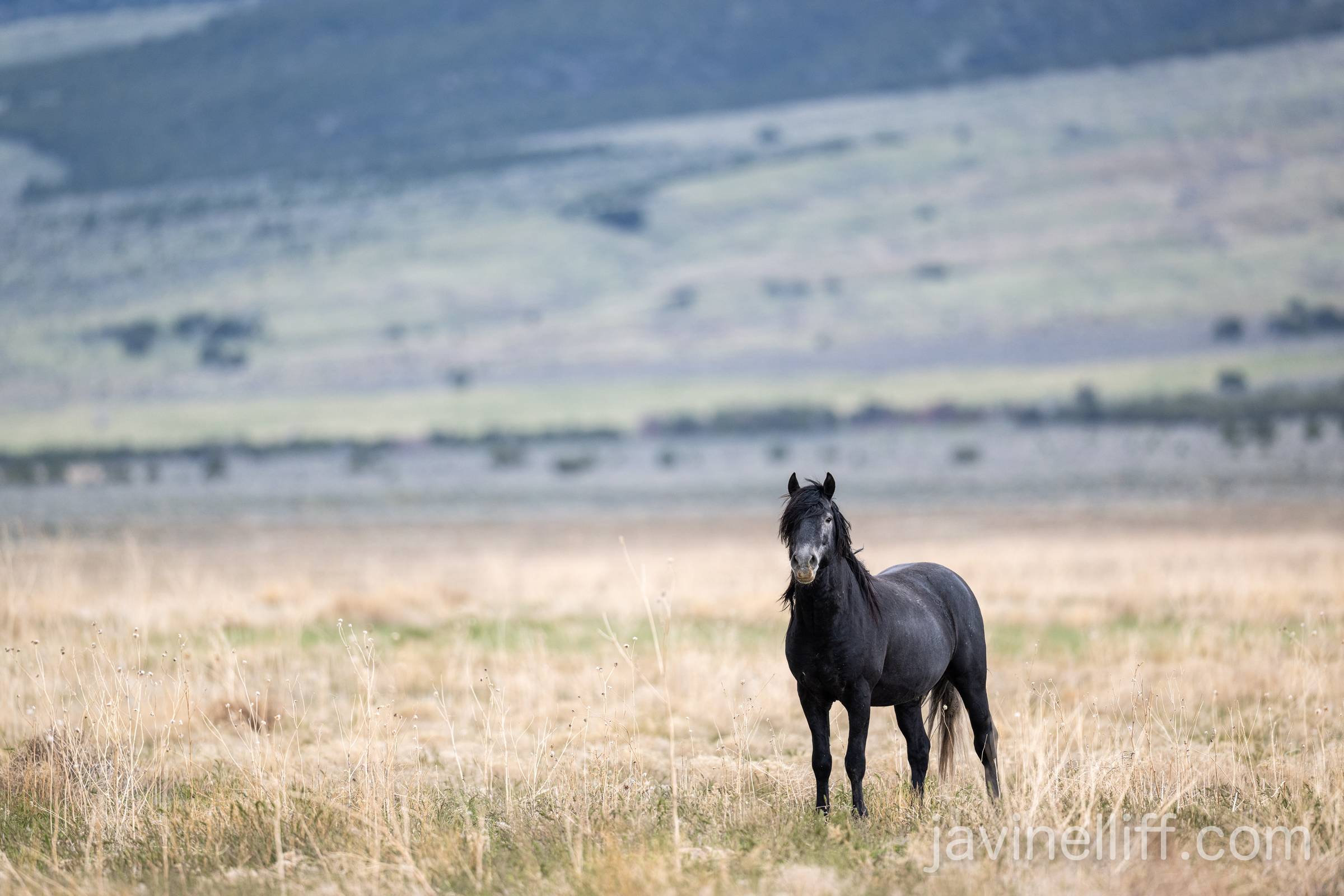 Black Stallion Black Stallion